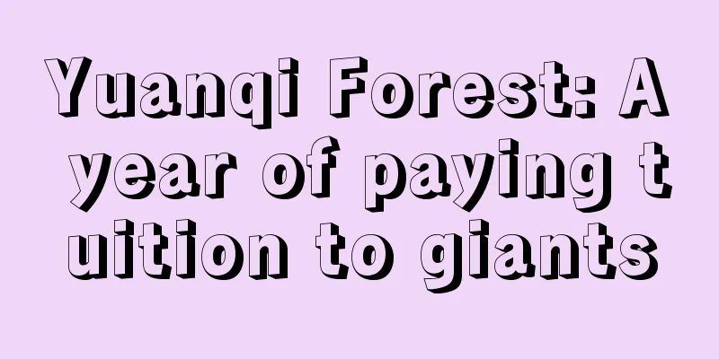 Yuanqi Forest: A year of paying tuition to giants