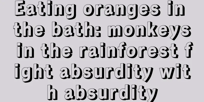 Eating oranges in the bath: monkeys in the rainforest fight absurdity with absurdity