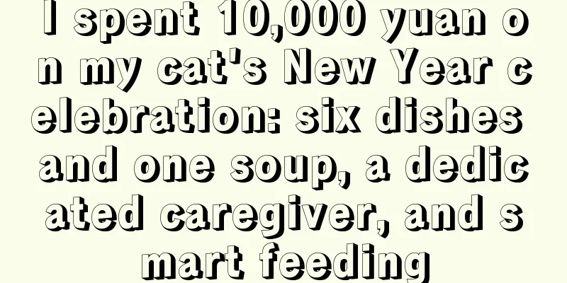 I spent 10,000 yuan on my cat's New Year celebration: six dishes and one soup, a dedicated caregiver, and smart feeding